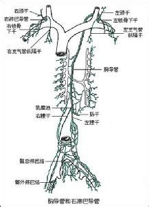 三胸二塞一氣傷|胸外科學/胸部創傷